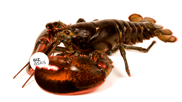 Do ‘Stoned’ Lobsters Really Feel Less Pain When Cooked Alive?