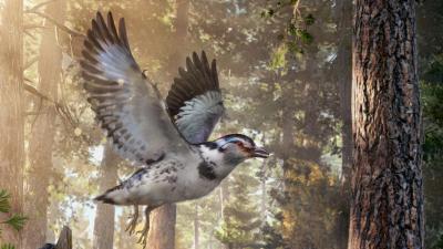 Check Out This Incredible Extinct Bird From The Cretaceous Period