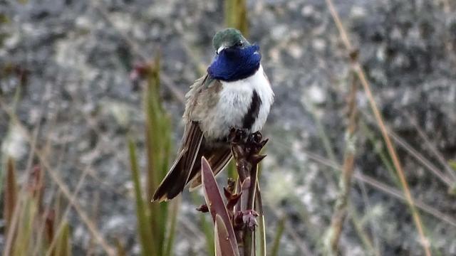 Beautiful New Andean Hummingbird Is Already Critically Endangered