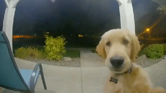 Escaped Pup Rings Nest Doorbell To Get Back Inside
