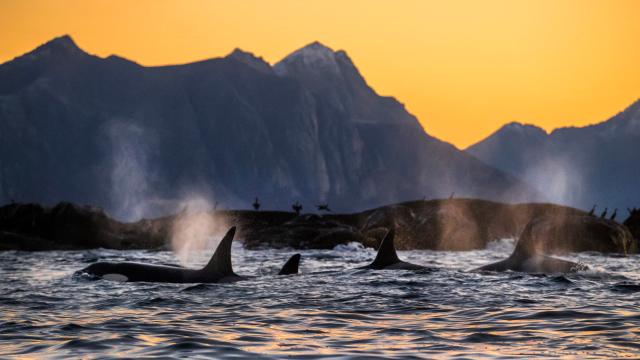 Mass Die-Off Of Orcas Feared Due To Chemicals Banned In The ’70s