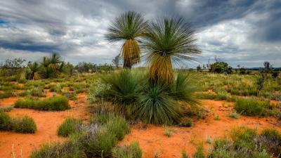 Grass Trees Aren’t A Grass (And They’re Not Trees)