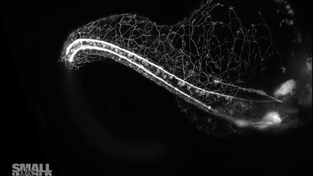 Award-Winning Microscopic Video Of Growing Zebrafish Embryos Is Mesmerising