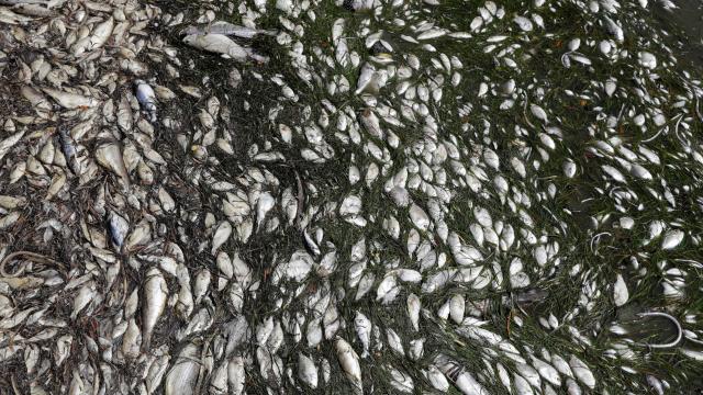 Florida’s Toxic Red Tide Algae Makes ‘Extremely Rare’ Jump To The Atlantic Coast