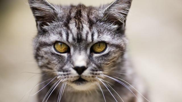 The Devilish (And Dare We Say Brilliant) Way Australia’s Feral Cats Use Fire To Hunt Down Prey