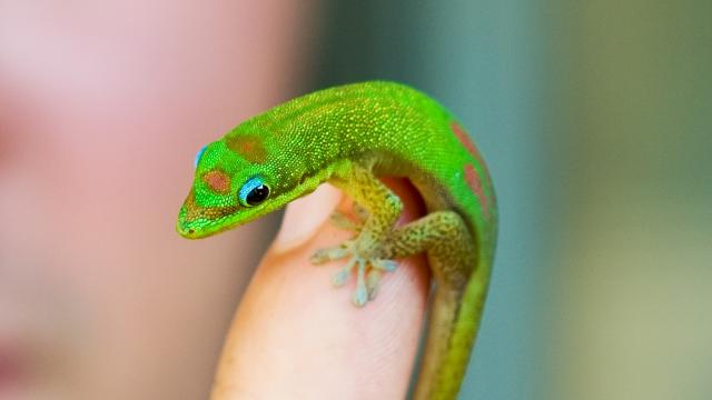 Tiny Gecko Makes ‘A Bazillion’ Phone Calls From Inside Hawaiian Animal Hospital