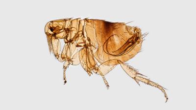 Los Angeles Is Dealing With An Outbreak Of Flea-Borne Typhus