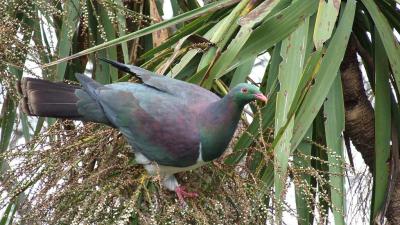 Drunk Pigeon Is All Of Us (As Well As New Zealand’s Bird Of The Year)