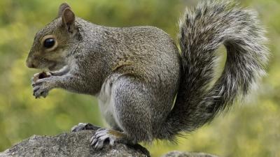 A Man’s Love Of Squirrel Meat Might Have Given Him A Horrifying, Fatal Brain Disease