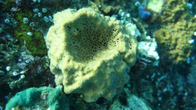 Ancient Steroid Suggests Sea Sponges Were One Of Earth’s First Animals