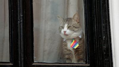 Ecuador Tells Julian Assange He Needs To Take Care Of His Damn Cat