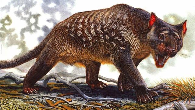 New Clues May Explain Why This Fearsome Marsupial Lion Disappeared From Australia