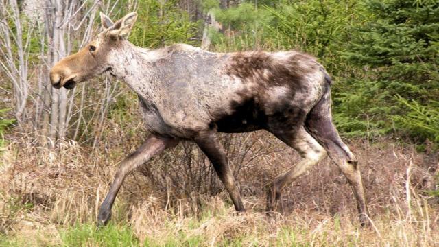 Ticks Are Killing An Alarming Number Of Moose Thanks To Climate Change