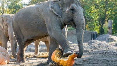 Watch These Serene Elephants Smash The Crap Out Of Some Gourds
