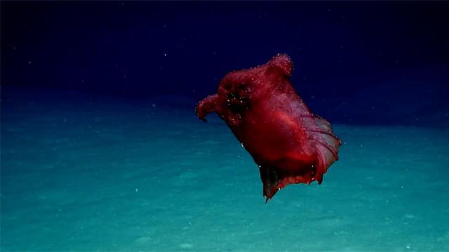 Australian Scientists Created A “Headless Chicken Monster” To Study Deep Sea Marine Life