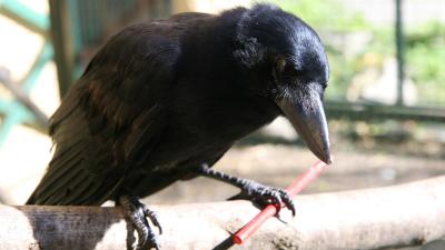These Crows Are Smarter Than Non-Human Apes When It Comes To Building Compound Tools