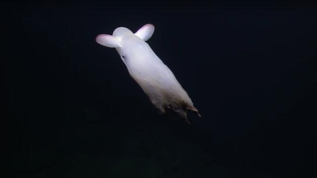“Ghostly” Dumbo Octopus Makes Hypnotising Appearance In New Deep-Sea Footage