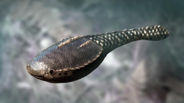 Shallow Waters Allowed Early Fish-Like Creatures To Experiment With Evolution