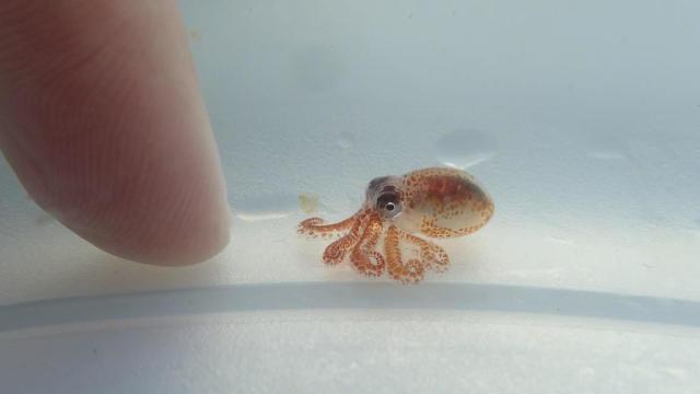 That Adorable Baby Octopus Is Actually A Pea-Sized Killer