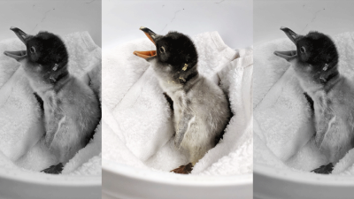 Internet-Famous Gay Penguin Couple At Sydney Aquarium Welcomes New Chick Into The World