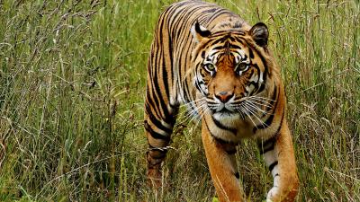 There Are More Tiger Types Than We Thought, New Genetic Analysis Reveals 