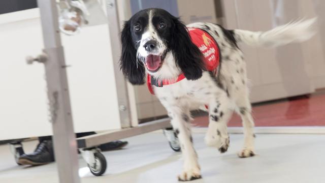Dogs Can Sniff Out Malaria In Worn Socks