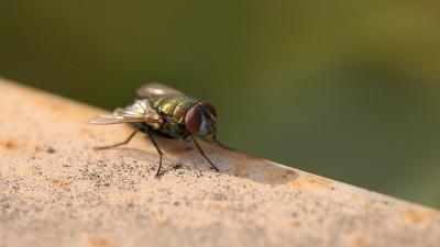 Why Flies Vomit On Their Food