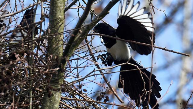 This Is Why Magpie Poop Is Black And White