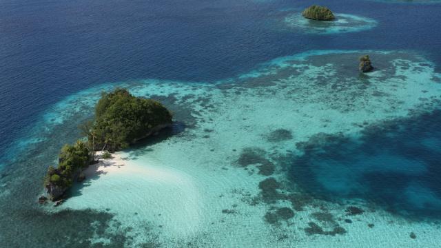 Palau Becomes First Nation To Ban Sunscreens That Harm Corals