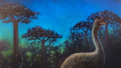 Extinct, 3-Metre-Tall Bird May Have Been Nocturnal