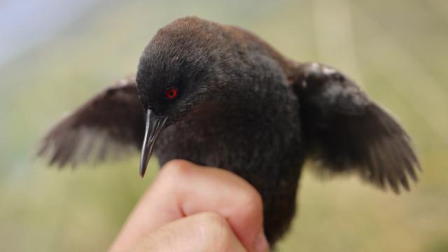 How A Tiny Flightless Bird Ended Up On An Island In The Middle Of The Ocean