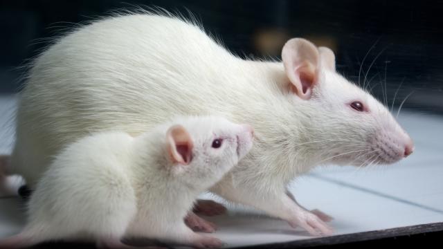 Young Blood Protects Old Rat Livers From Injury