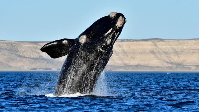 Whales Can Now Be Tracked From Space