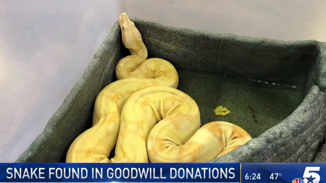 Escaped Boa Constrictor Slithers Its Way Into Donation Box