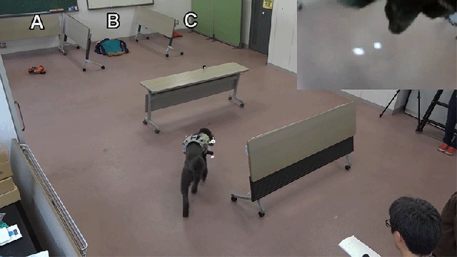 Scientists Made A Real Remote-Control Dog Using Its Love Of Chasing Things