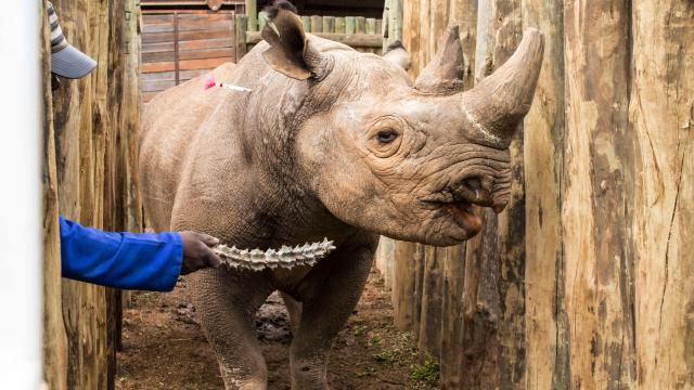 Another 4 Critically Endangered Black Rhinos Have Died After Being Relocated
