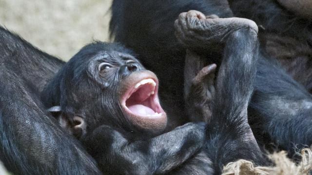 Human Babies Laugh Just Like Chimpanzees