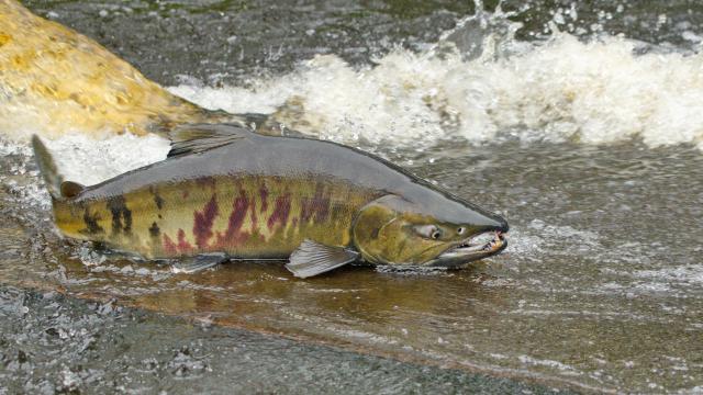 Extremely Relatable Salmon Get Stuck In Traffic Migrating Through Washington