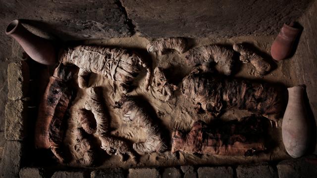 Ancient Cat Mummies And More Discovered In Egyptian Tombs