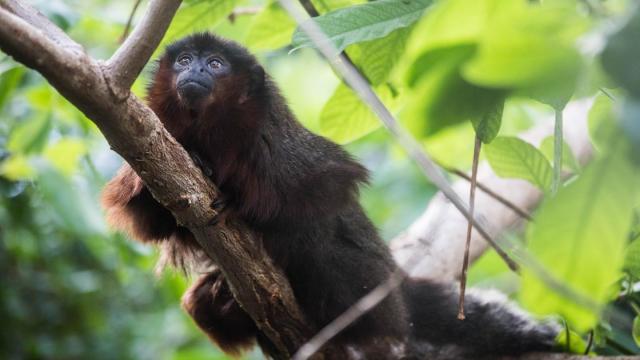 Mysterious Origin Of Extinct Jamaican Monkey Solved With DNA Testing