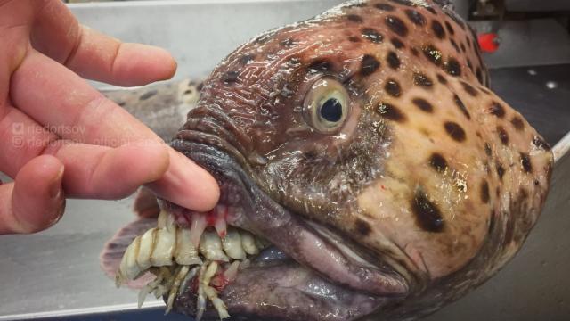 This Deep-Sea Fisherman Is Still Posting His Discoveries And OH GOD THE TEETH WHY DOES IT HAVE TEETH