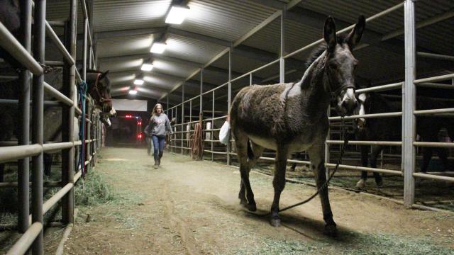 Meet The Heroes Who Saved Malibu’s Horses From A Fiery Inferno