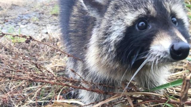 Raccoons Suspected Of Having Rabies Were Actually Just Drunk As Hell