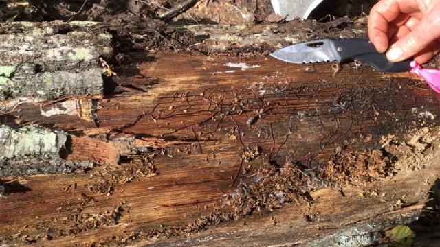 Upsettingly Large Fungus In Michigan Weighs 440 Tons And Is 2,500 Years Old