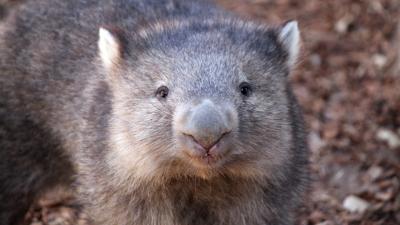 We Finally Know How Wombats Produce Their Distinctly Cube-Shaped Poop