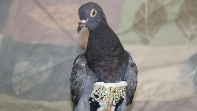 Is This Your Bedazzled Pigeon?