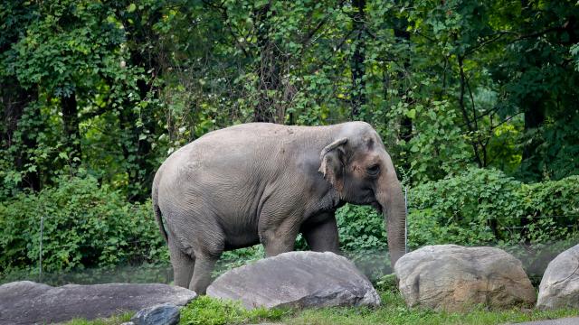 Animal Welfare Lawyers Say New York’s ‘Loneliest Elephant’ Is A Person