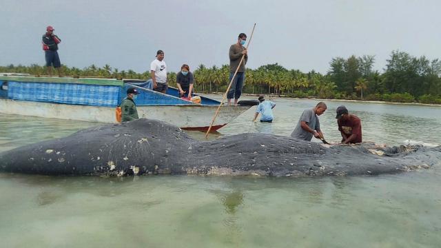 Dead Sperm Whale Washes Up With 150 Plastic Cups In Its Stomach