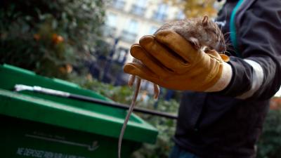 Second Case Of Rat Hepatitis In A Human Reported In Hong Kong
