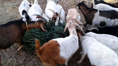 The Best Way To Remove Invasive Species? Greedy Goats